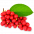 Schisandra