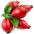 Rosehip