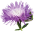 Leuzea safflower