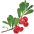 Bearberry