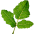 Boswellia serrata