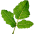 Boswellia serrata Boswellia serrata