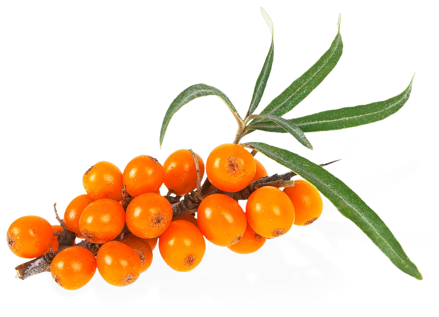 Větvičky rakytníku s oranžovými plody