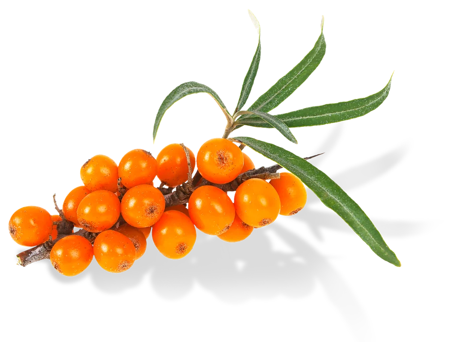 Větvička rakytníku s&nbsp;oranžovými plody